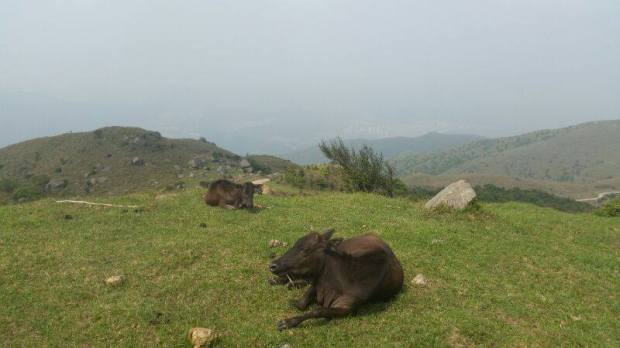 Cows roaming free on the mountains
